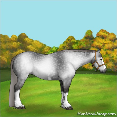 Horse Color:Gray White Spotted Liver Chestnut 