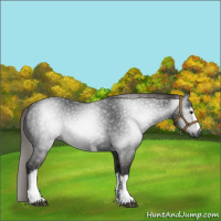 Horse Color:Gray White Spotted Liver Chestnut 