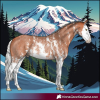 Horse Color:Silver Bay Sabino Splash Rabicano 