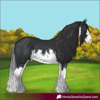 Horse Color:White Spotted Black Splash