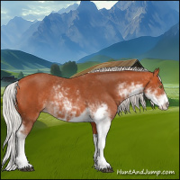 Horse Color:Silver Bay Sabino Rabicano 