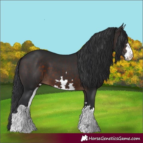 Horse Color:White Spotted Brown 