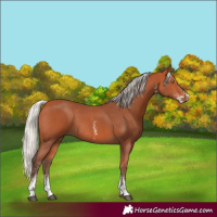 Horse Color:Silver Bay Sabino Rabicano 