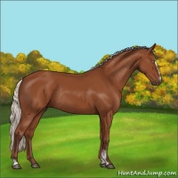 Horse Color:Silver Bay Sabino Rabicano 