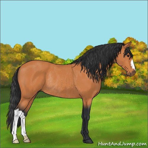 Horse Color:Bay Rabicano 