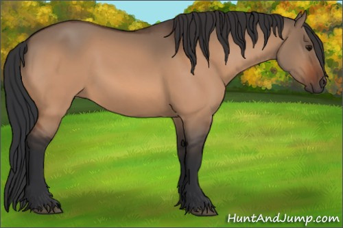 Horse Color:Bay Dun 