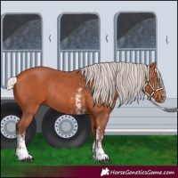 Horse Color:Silver Bay Sabino Rabicano
