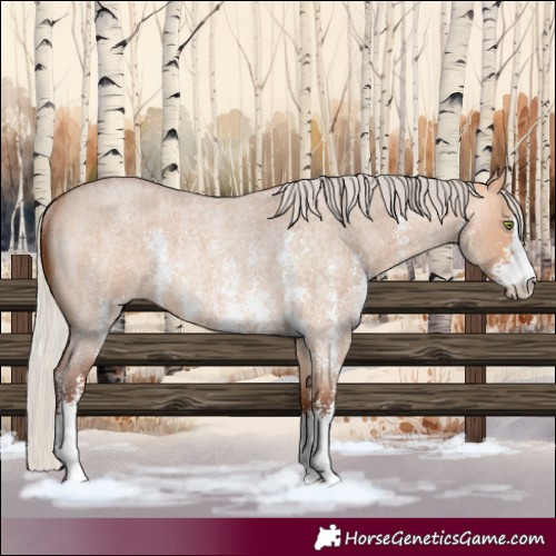 Horse Color:Silver Bay Roan Dun Sabino Rabicano 