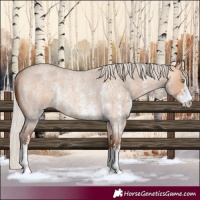 Horse Color:Silver Bay Roan Dun Sabino Rabicano