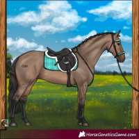 Horse Color:Brown Dun
