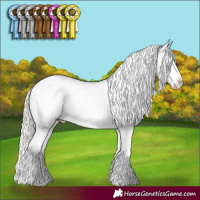 Horse Color:White Spotted Silver Grullo Appaloosa 