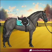 Horse Color:Grullo 