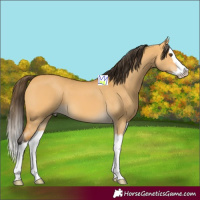 Horse Color:Buckskin Dun Splash 