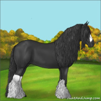 Horse Color:Black 