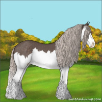 Horse Color:Silver Black Splash