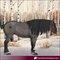 Horse Color:Grullo Rabicano 