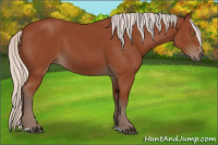 Horse Color:Silver Bay Sabino Rabicano 