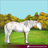 Horse Color:Silver Bay Sabino Rabicano 