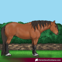 Horse Color:Bay 
