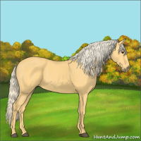 Horse Color:Palomino 