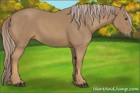 Horse Color:Palomino