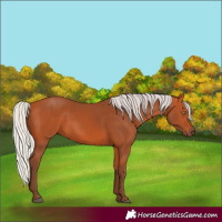 Horse Color:Silver Bay Sabino Rabicano