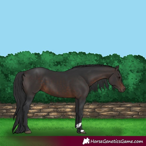 Horse Color:Brown 