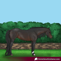 Horse Color:Brown 