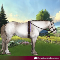 Horse Color:Gray Perlino Ice 