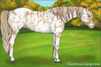 Horse Color:Red Dun Tobiano Appaloosa  and Red Dun Splash Tobiano Appaloosa 