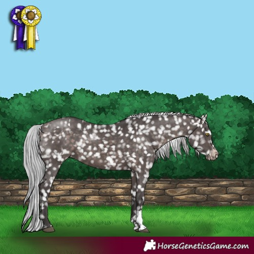 Horse Color:Platinum Silver Bay Sabino Appaloosa Rabicano 