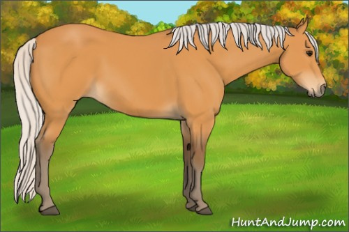 Horse Color:Silver Buckskin