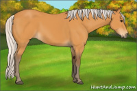 Horse Color:Silver Buckskin 