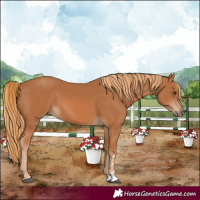 Horse Color:Chestnut 