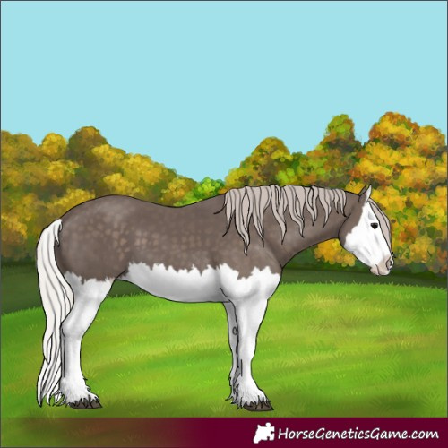 Horse Color:Silver Black Splash 