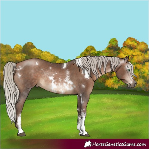 Horse Color:Gray White Spotted Silver Bay Snowdrop Pearl Sabino Rabicano