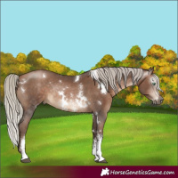Horse Color:Gray White Spotted Silver Bay Snowdrop Pearl Sabino Rabicano 