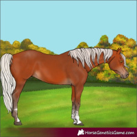 Horse Color:Silver Bay Sabino Rabicano 