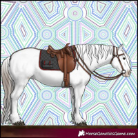 Horse Color:Blue Roan Appaloosa