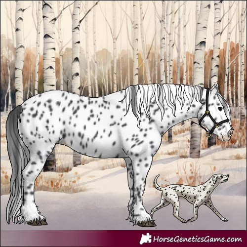 Horse Color:Black Appaloosa 