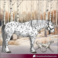 Horse Color:Black Appaloosa