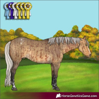 Horse Color:Silver Bay Sabino Appaloosa Rabicano  and Silver Buckskin Dun 