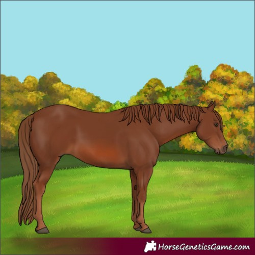 Horse Color:Chestnut 