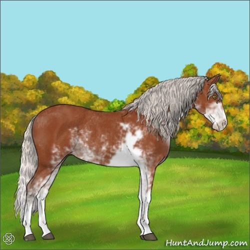 Horse Color:Silver Bay Sabino Rabicano 