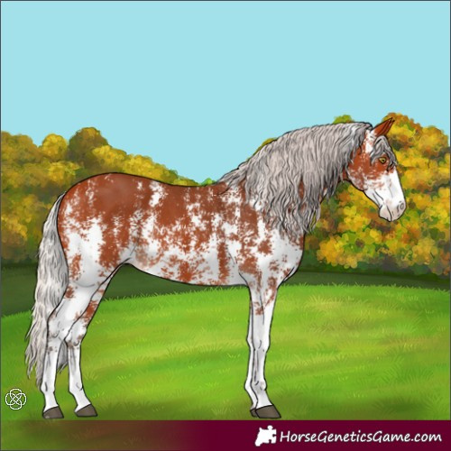 Horse Color:Silver Bay Sabino Rabicano 