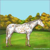 Horse Color:Palomino Appaloosa 
