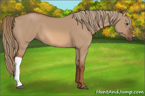 Horse Color:Red Dun 