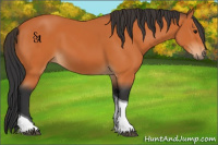 Horse Color:Bay Tobiano 