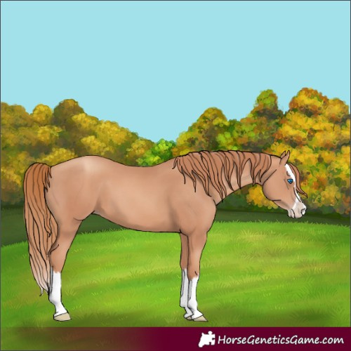 Horse Color:Gold Champagne Splash