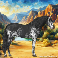 Horse Color:Black  and White Spotted Black 